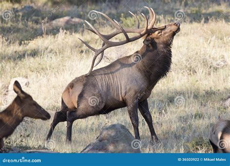 Big Bull Elk Scratching Self With Antlers Stock Photography - Image ...