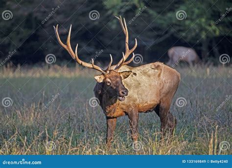 Large Antlers on a Bull Elk Stand Straight Upward. Stock Image - Image ...