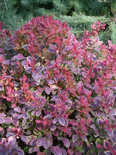 New barberry varieties add colorful, easy accent options | The ...