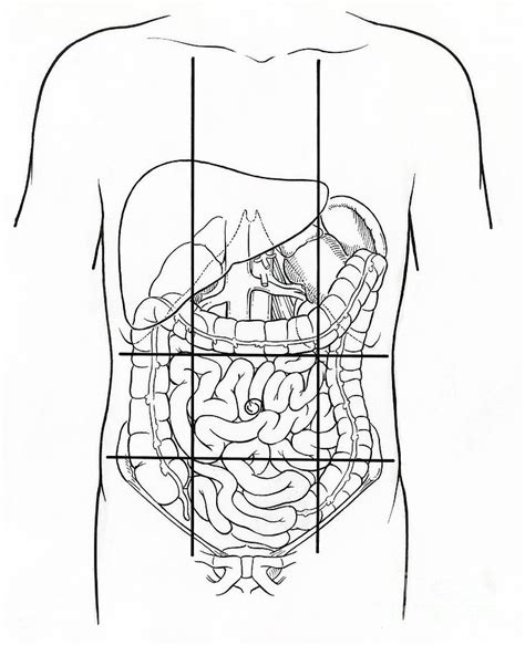 Abdominal Anatomy Diagram Abdomen Region Anatomy Anatomy Drawing ...