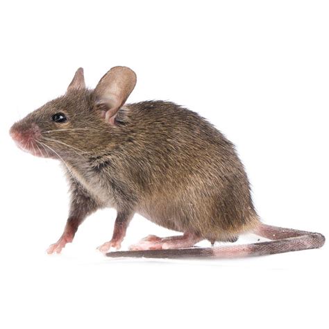 MICE Removal Services | Total Exterminating Services