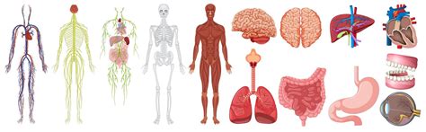 Set of human anatomy and systems 434210 Vector Art at Vecteezy