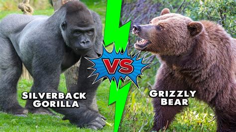 Gorilla Vs Grizzly Bear