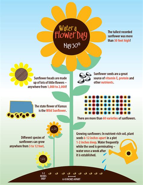 Water a Flower Day: Fun Facts About the Sunflower! | Tutor Time