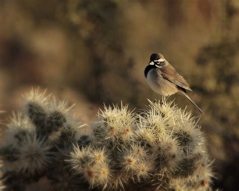 Mojave Desert Chollo Cactus - Free photo on Pixabay - Pixabay