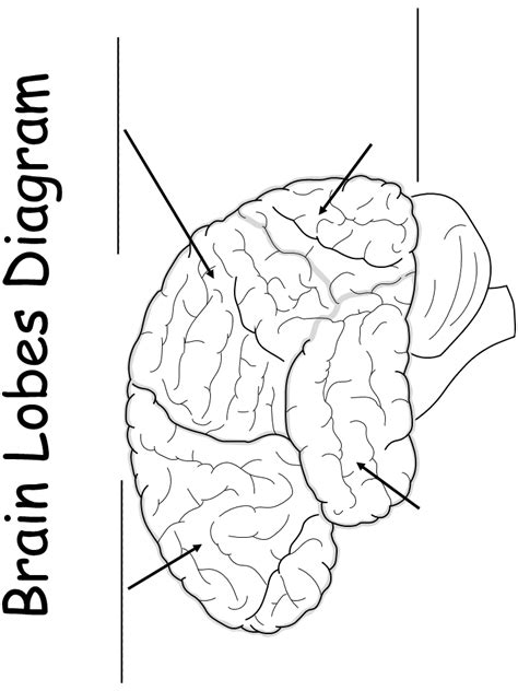 Printable Worksheet: Brain Lobes Diagram