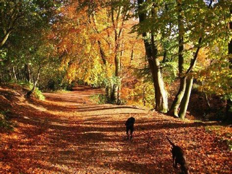 Dog walk at Delamere Forest Walk · Cheshire · Walkiees