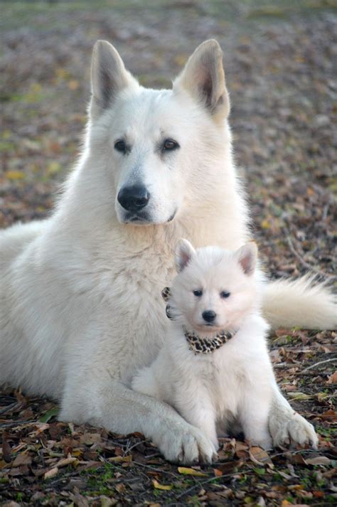 White Swiss Shepherd Puppy - Traits | Care | Behavior - DogDwell