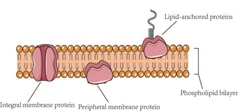 Membrane Protein Overview – Creative Biolabs Blog