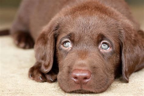 Interesting Facts About Chocolate Lab You Probably Didn't Know - DogAppy