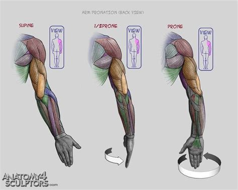 Anatomy tutorial, Anatomy for artists, Anatomy reference