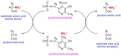 Transamination Mechanism