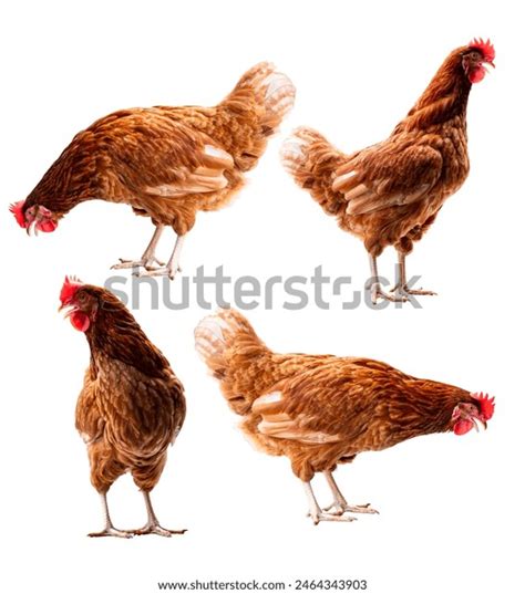 Chicken Full Body Brown Chicken Hen Stock Photo 2464343903 | Shutterstock