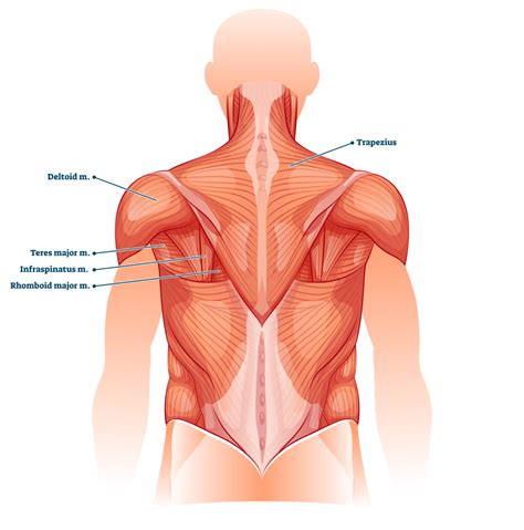 Upper Back Pain While Deadlifting: 4 Potential Reasons Explored ...