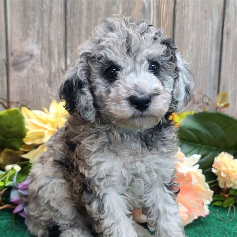 Samson, a Blue Merle Male Poodle Puppy 709225 | PuppySpot