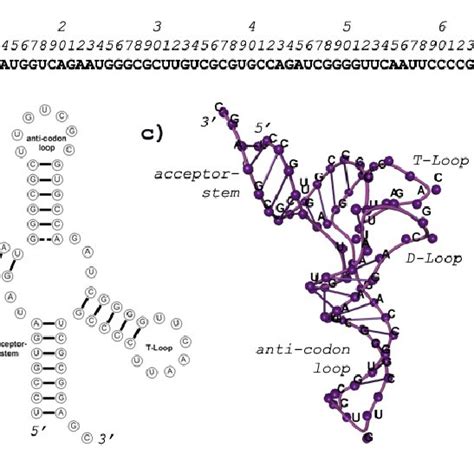 5: The three levels of RNA structure. a) Primary structure (base ...