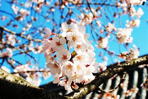 The Cherry Blossoms of Japan