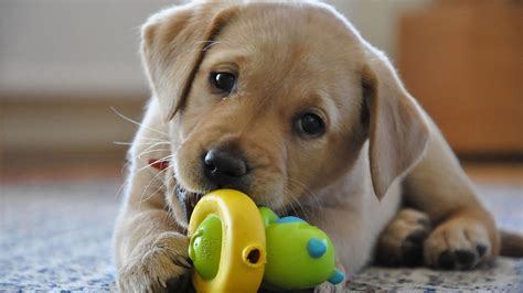 Labrador Retriever puppy playing - My Doggy Rocks