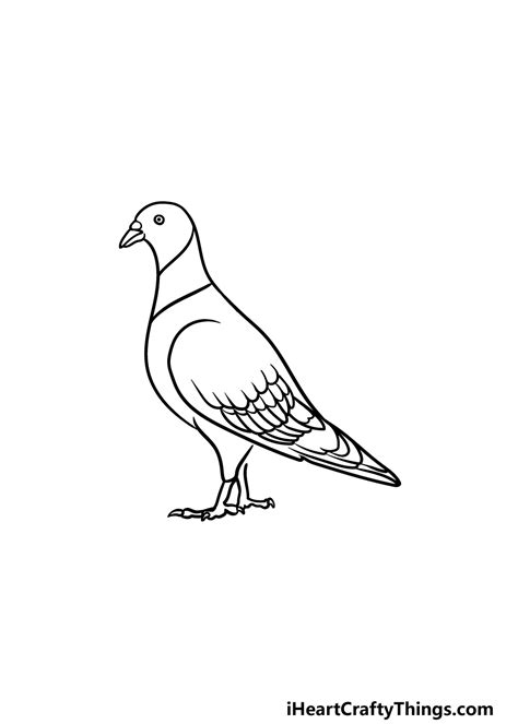 Pigeon Drawing Simple