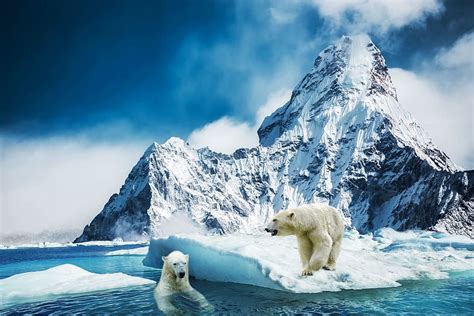 Polar bear pictures 1080P, 2K, 4K, 5K HD wallpapers free download ...