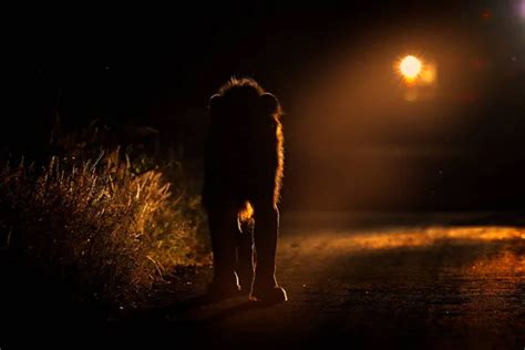 Night safari Stock Photos, Royalty Free Night safari Images | Depositphotos