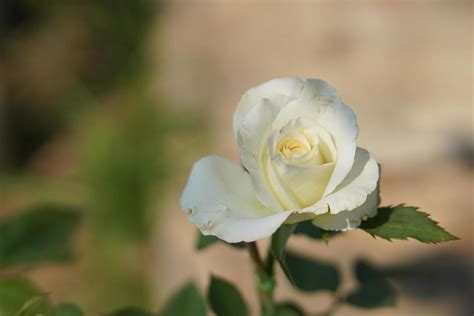 beautiful rose blooming in the sun 20203461 Stock Photo at Vecteezy