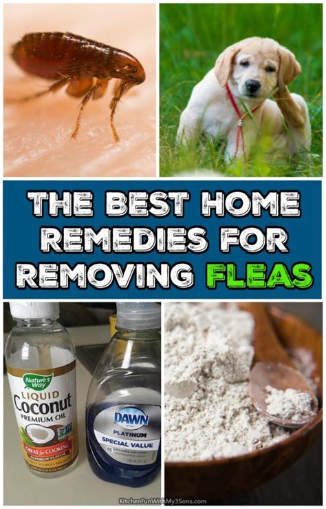 Homemade Flea And Tick Remedies