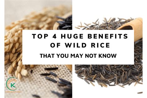 Top 4 Huge Benefits Of Wild Rice That You May Not Know | K-Agriculture