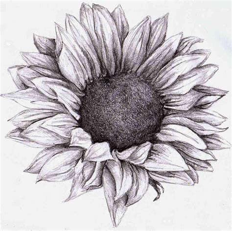 Flower Black And White Sketch at PaintingValley.com | Explore ...