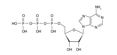 Atp Molecule Makeup | Makeupview.co