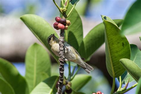 El Salvador Birds Of - Free photo on Pixabay - Pixabay