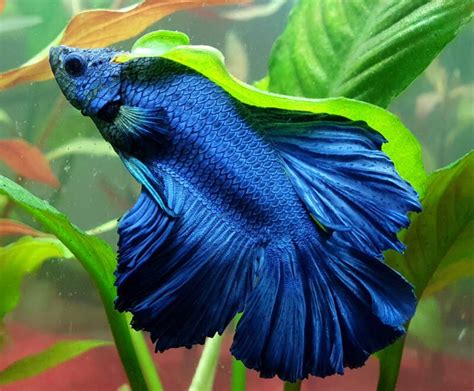 King Betta Fish: Care Guide, Pictures, Varieties Lifespan, 49% OFF