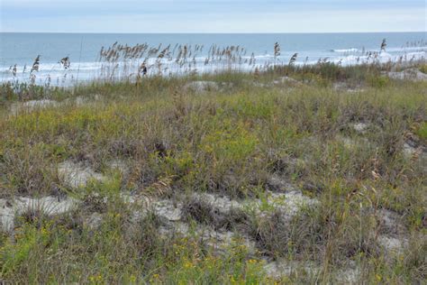 Huntington Beach State Park - Georgetown-SC.com