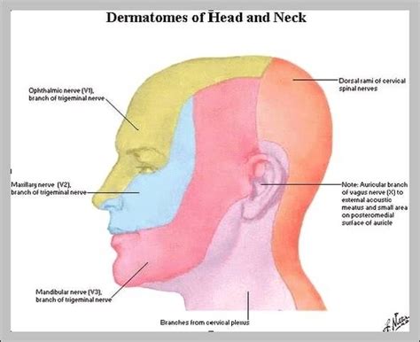 dermatomes head - Graph Diagram