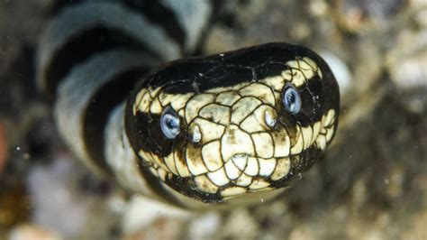 Are Sea Snakes Poisonous