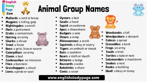 Animal Group Names in English - English Study Page