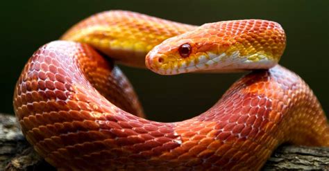 Corn Snake - A-Z Animals