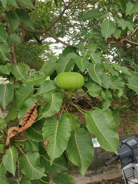 Hura Crepitans Fruit of the Sandbox Tree. Stock Photo - Image of rough ...