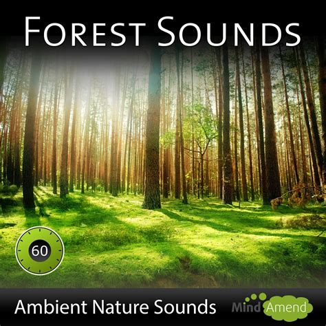 Forest Sounds - Ambient Soundscape