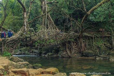 Unraveling the mysterious Living Root Bridge, Meghalaya - Thrilling Travel