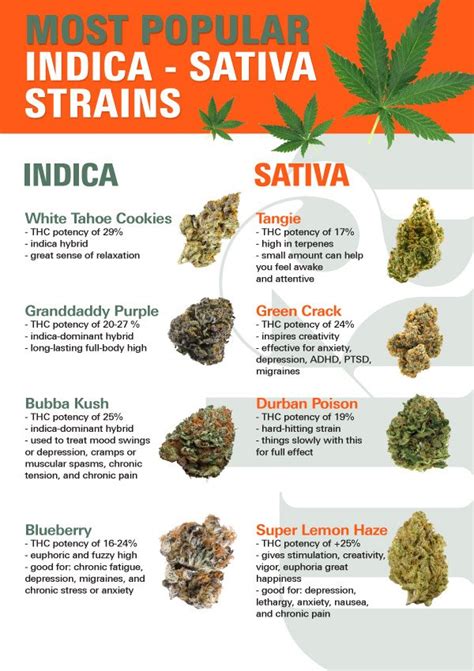 Most Popular Weed Strains In 2024 Top Ranked Strain List