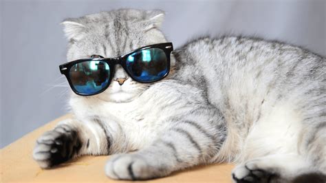 Cat Wearing Glasses Wallpapers - Top Free Cat Wearing Glasses ...