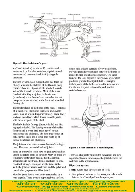 Goat Anatomy & Physiology | PDF