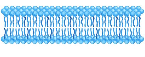 Levels Of Organization & Phospholipid Bilayer - Home