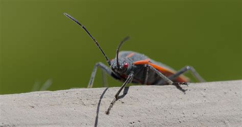 What Are These Black Bugs All Over The Outside Of My House? | New Leaf ...