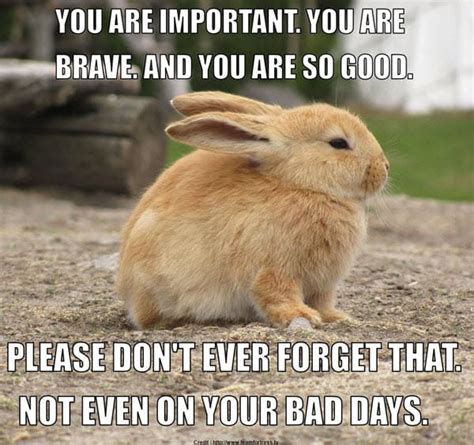 20 Encouragement Memes to Lift Your Spirits - SayingImages.com