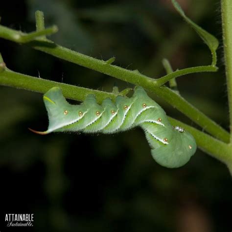 7 Organic Pest Control Methods for a Natural Garden