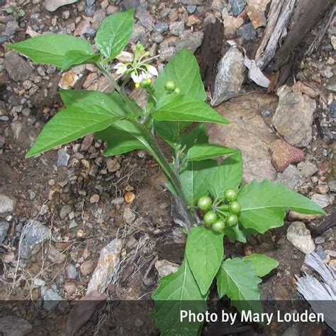 Blackberry nightshade (Solanum nigrum, Solanum americanum) | Queensland ...