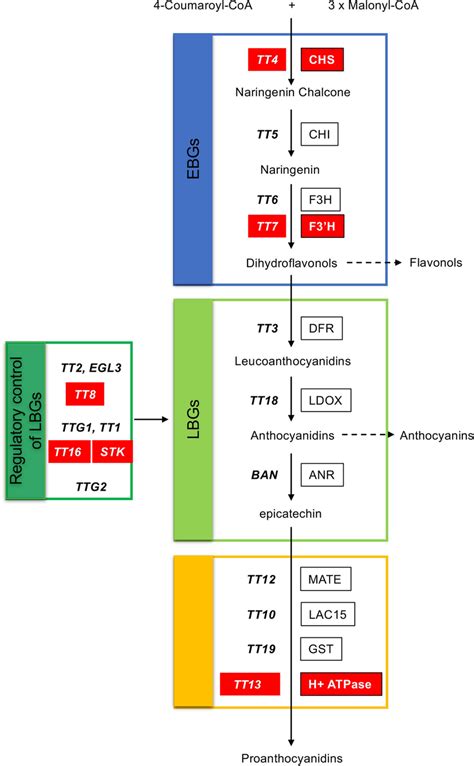 Schematic representation of the flavonoid biosynthetic pathway in ...