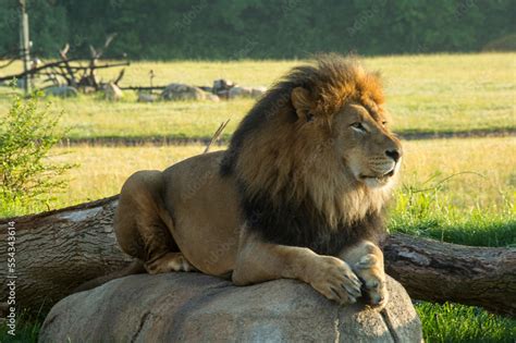 Lion relaxed on a rock in a zoo habitat; Columbus, Ohio, United States ...